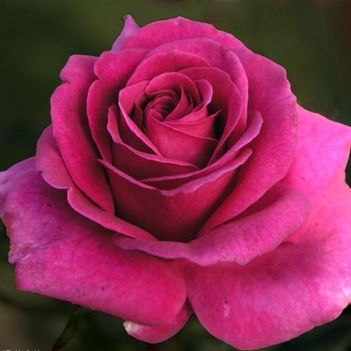 Rozenstruik - Webwinkel - theehybriden - roze - Rosa Blackberry Nip™ - zacht geurende roos - Rob Somerfield - -